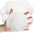 Lanwexy 16PCS Sea Shells Scallop Shells Natural White Sea Shells by Lanwexy