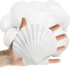 Lanwexy 16PCS Sea Shells Scallop Shells Natural White Sea Shells by Lanwexy