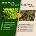 Live Moss Duo Pack 2 Types of Real Live Sheet/Sphagnum Moss - Image 4