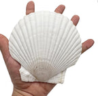 10 PCS Seashells for Crafts4-5 Inches White Natural Bulk Scallop Shells for - Image 3