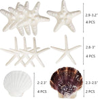 HappyFiller 14 PCS White Natural Scallop Seashells Decorative Starfish | Sea - Image 3