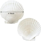 10PCS 4-5 Inch Large Sea Shells White Scallop Shells - Image 2