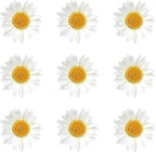 Nuanchu 120 Pcs Dried Pressed Flowers Daisies Pressed Dried Daisy Stickers - Image 2