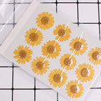 50pcs Natural Dried Daisy Flower, Vacuum Packaging, Pressed Flower - Image 2