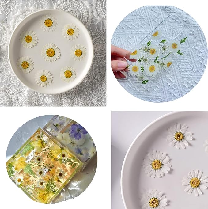 50pcs Natural Dried Daisy Flower, Vacuum Packaging, Pressed Flower - Image 3