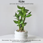 Landscaping Pebbles, River Rocks, Decorative Ornamental Pebbles, Garden - Image 3