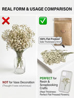 100Pcs Mini Dried Pressed White Baby's Breath Flowers Bulk - Image 3
