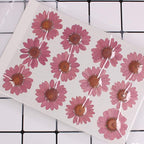 50pcs Natural Dried Daisy Flower, Vacuum Packaging, Pressed Flower by YUNZHI