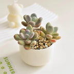FANTIAN 5 lbs Polished Pebbles, 3/8 Inch Pea Gravel - Image 6