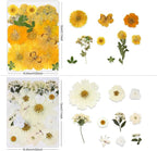 Dried Pressed Flowers - Image 3