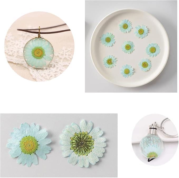 50pcs Natural Dried Daisy Flower, Vacuum Packaging, Pressed Flower - Image 4