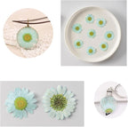 50pcs Natural Dried Daisy Flower, Vacuum Packaging, Pressed Flower - Image 4