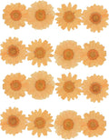 50pcs Natural Dried Daisy Flower, Vacuum Packaging, Pressed Flower by YUNZHI