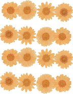 50pcs Natural Dried Daisy Flower, Vacuum Packaging, Pressed Flower by YUNZHI