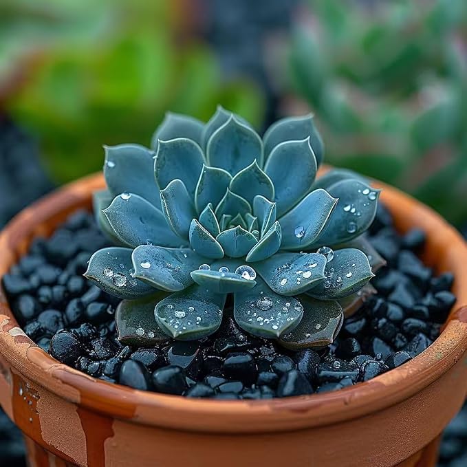 HappyFiller 0.88 LB Black Gravels Small Stones Succulent Mini Rocks | Planter - Image 3
