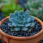 HappyFiller 0.88 LB Black Gravels Small Stones Succulent Mini Rocks | Planter - Image 3