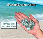 Sea Shells for Crafting, jewelry making, decoration, centerpieces, vase filler - Image 4