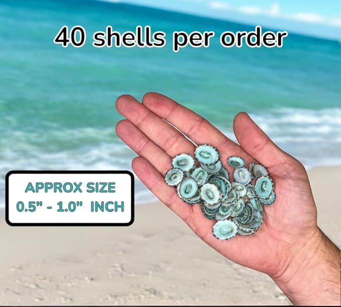 Sea Shells for Crafting, jewelry making, decoration, centerpieces, vase filler - Image 4