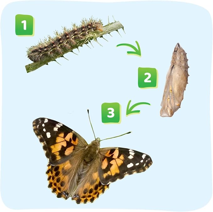 Insect Lore Raise and Release Butterfly Garden Kit – Caterpillar Habitat - Image 12