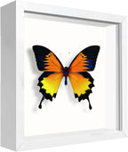 5x5 Small Shadow Box Frame Display Case, Display Case Box by TOUYINGER