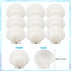 25 Pcs Large Scallop Shells for Crafts 4''-5'' White Scallop Shells Large - Image 2