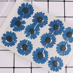 Natural Dried Daisy Flower, Vacuum Packaging, Pressed Flower - Image 2