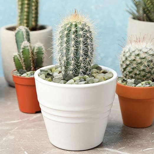 YISZM 10LB Succulent and Cactus Jade Pebbles, 3/8 Inch Natural Decorative - Image 2