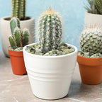 YISZM 10LB Succulent and Cactus Jade Pebbles, 3/8 Inch Natural Decorative - Image 2