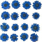 Natural Dried Daisy Flower, Vacuum Packaging, Pressed Flower by YUNZHI