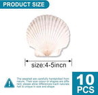 10PCS Scallop Shells for Crafts 4''-5'' Natural White Large Shells Decoration - Image 3