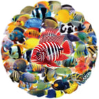 50PCS Clear Tropical Marine Life Ocean Stickers PET Fish Aesthetic Sticker - Image 2