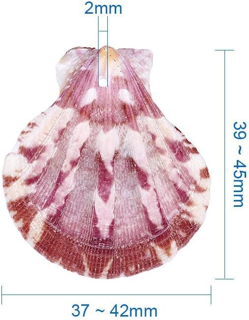 KISSITTY 500 Grams Dyed Scallop Beach Sea Shell Beads - Image 7