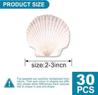 30PCS Scallop Shells for Crafts 2''-3'' Natural White Large Shells Decoration - Image 3
