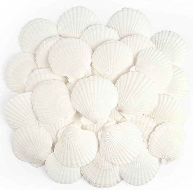 Jangostor 20 PCS Scallop Shells Natural Seashell, 2.3" to 3.5" White Scallop by Jangostor