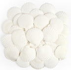 Jangostor 20 PCS Scallop Shells Natural Seashell, 2.3" to 3.5" White Scallop by Jangostor