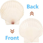 10 PCS 4-5 Inch Large Scallop Shells - Image 3