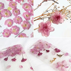 51 Pcs Real Natural Cherry Blossom Dried Pressed Flowers - Image 4