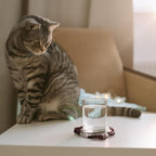 Vesici 6ps Cat Bum Punch Needle Kit, 6 Patterns Cat Butt Punch Coaster - Image 5