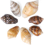 500pcs Natural Tiny Small Seashells - Image 5