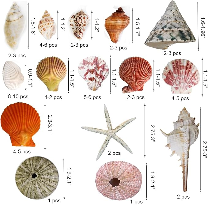 Natural Sea Shells Mixed -15 Kinds of Natural Seashells, Starfish & Urchins | - Image 2