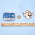 SUNNYCLUE 1 Box 20pcs 10 Styles Natural White Cowrie Seashells Charm Conch - Image 7