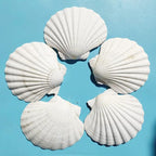 15 PCS 3.5-4 inch Large Scallop Shells Baking Sea Shells Large Natural White - Image 6