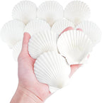 Mkobon 10 PCS Natural Scallop Shells by Mkobon