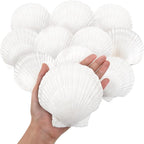 10PCS Large Natural Scallop Shells, DIY Painting, Baking and Beach Wedding by WeDoSoy
