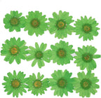 50pcs Natural Dried Daisy Flower, Vacuum Packaging, Pressed Flower by YUNZHI