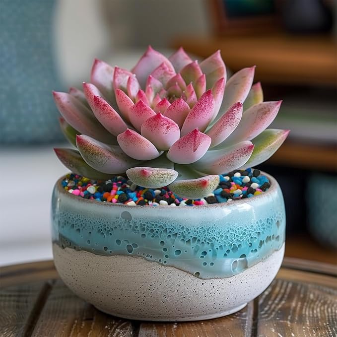 0.88 LB Colored & Black Pea Gravel, Succulent Cactus Topper Dressing Pebbles | - Image 4