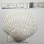 10 PCS Seashells for Crafts4-5 Inches White Natural Bulk Scallop Shells for - Image 2