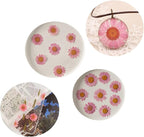 50pcs Natural Dried Daisy Flower, Vacuum Packaging, Pressed Flower - Image 3