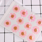 Natural Dried Pink Daisy Flower, Vacuum Packaging, Pressed Flower - Image 2