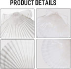 Giftvest 10PCS Sea Shells White Scallop Shells - Image 3